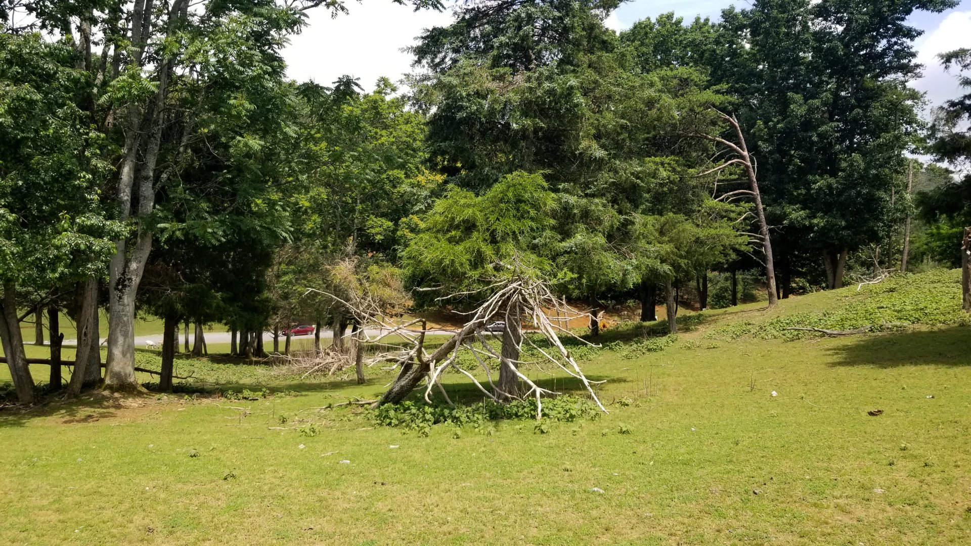 Virginia Safari Park - View