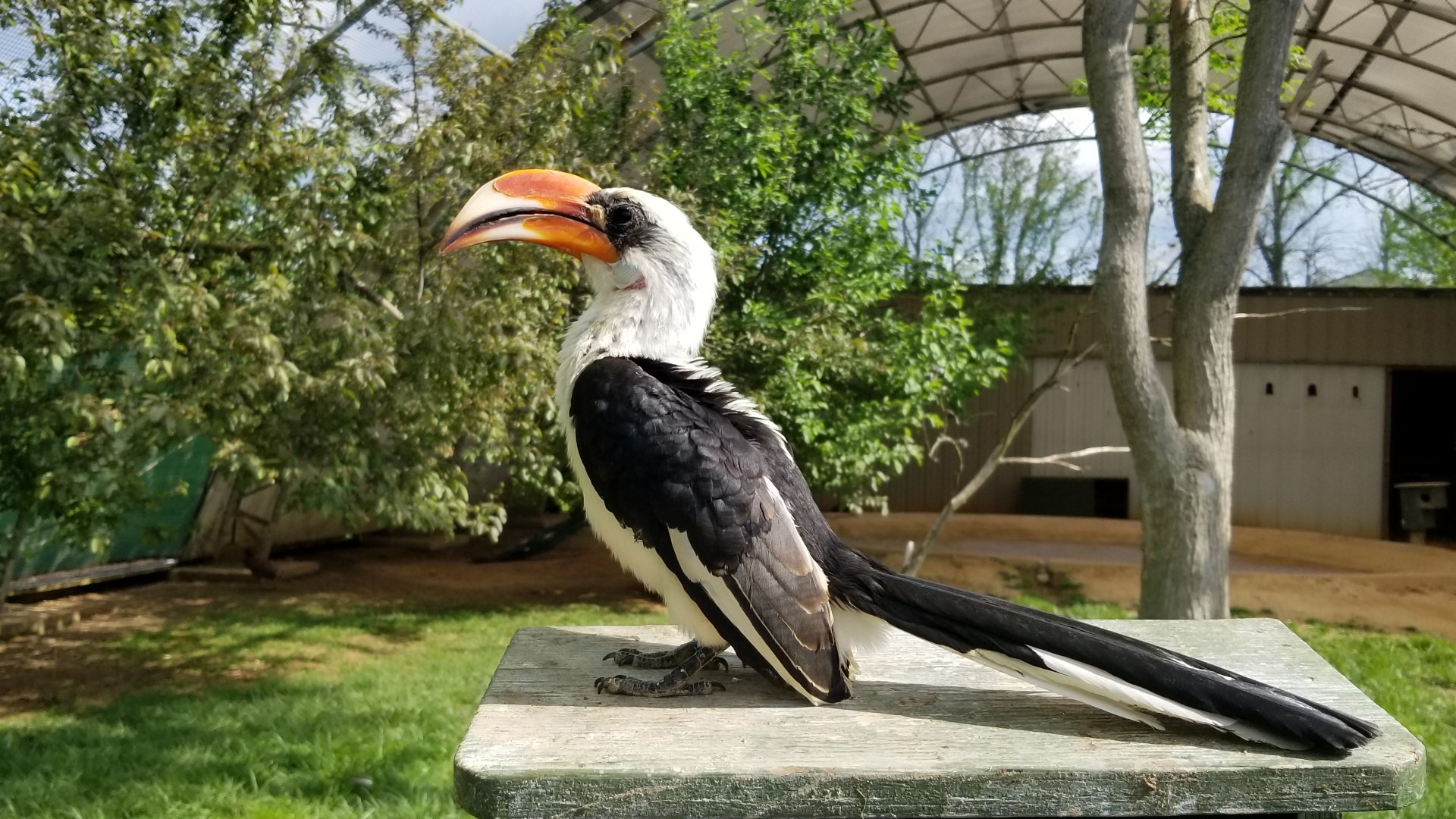 Virginia Safari Park - Von der Decken's Hornbill