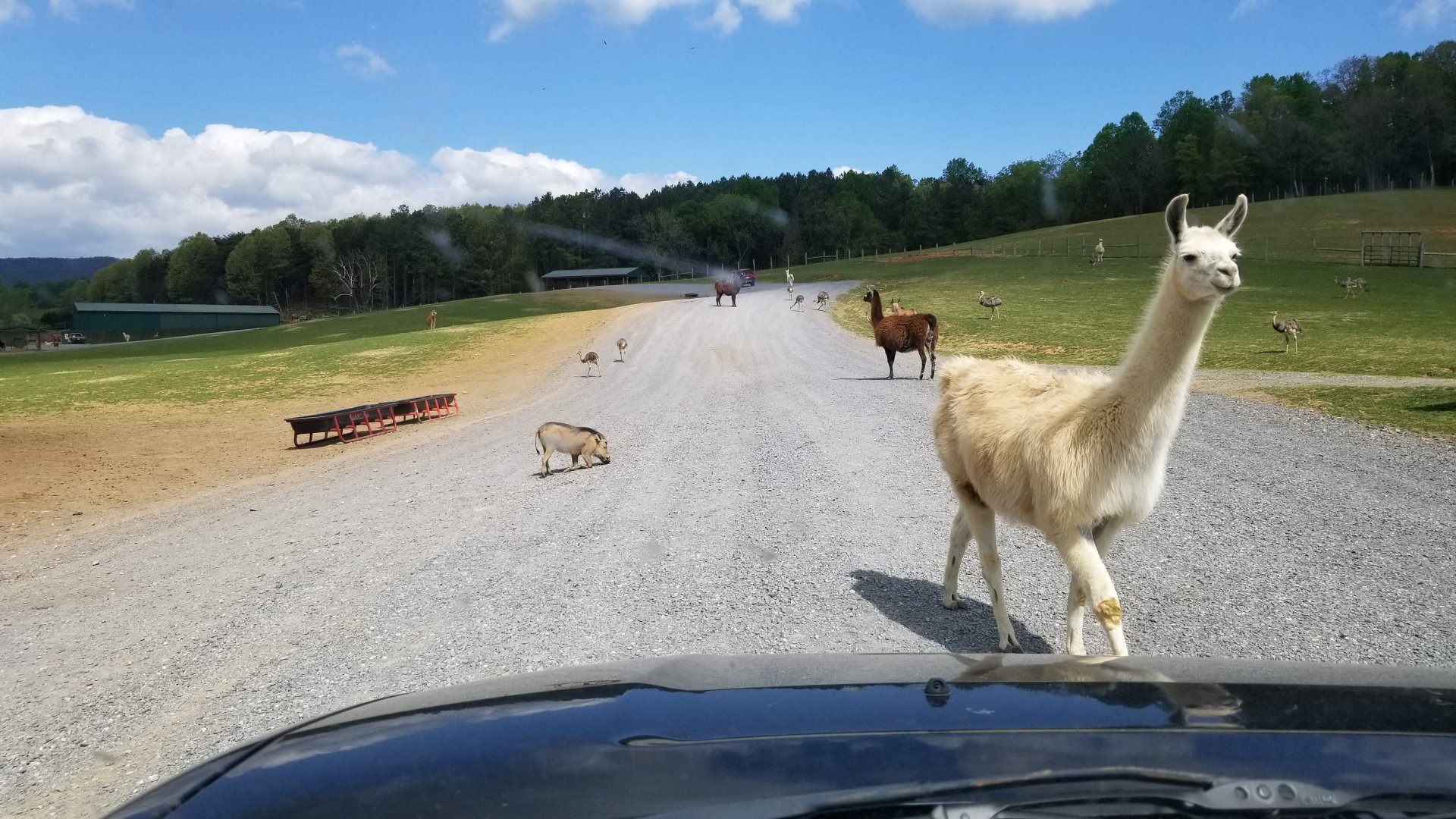 Virginia Safari Park - Warthog, llama