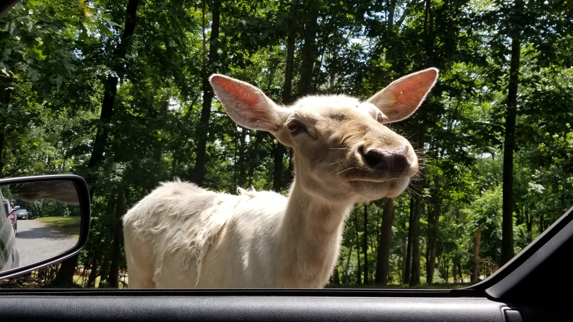 Virginia Safari Park - white Elk cow