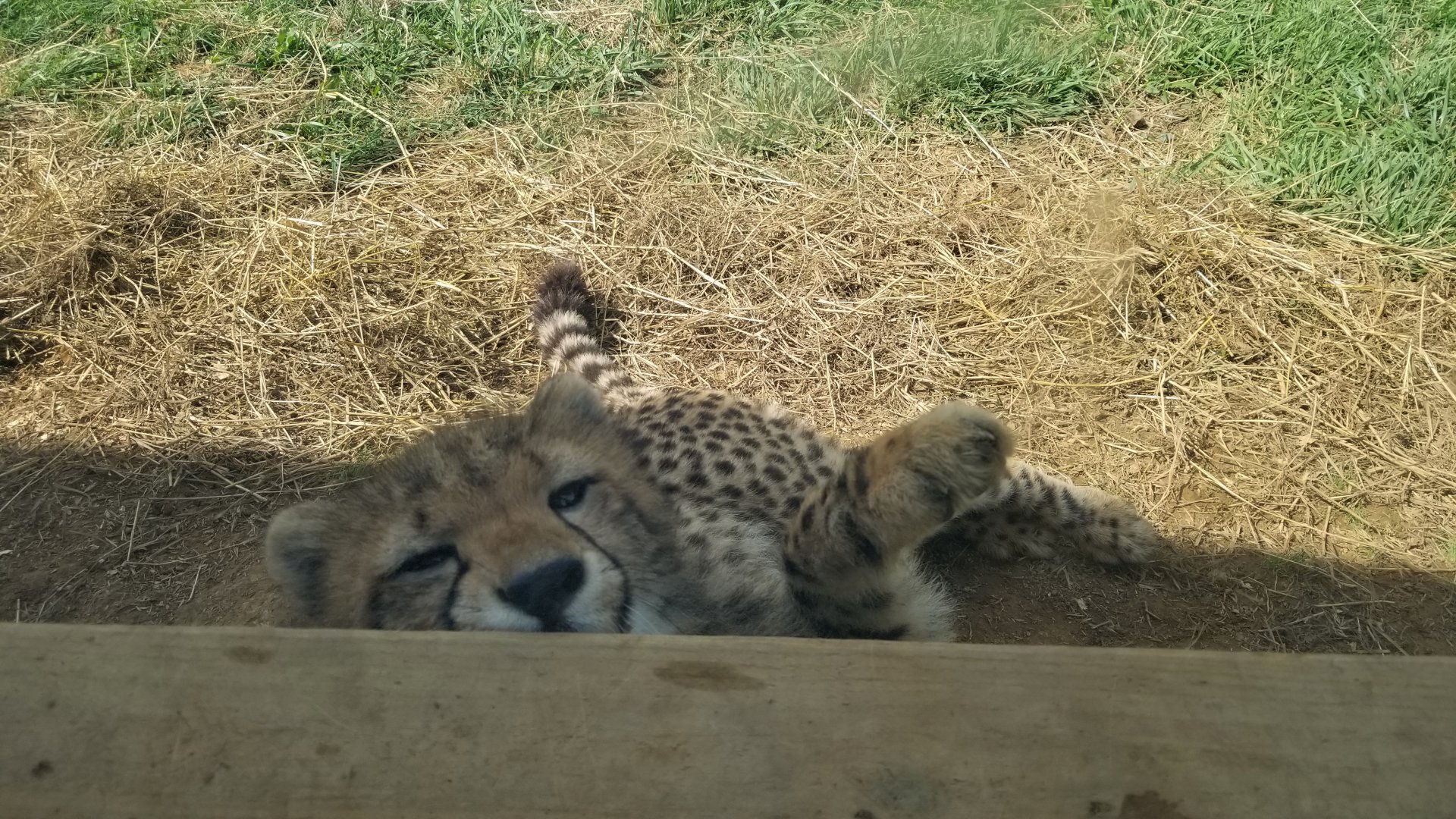 Virginia Safari Park - Wood is yummy
