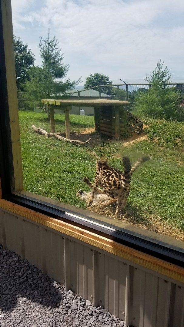 Virginia Safari Park - Wrestling