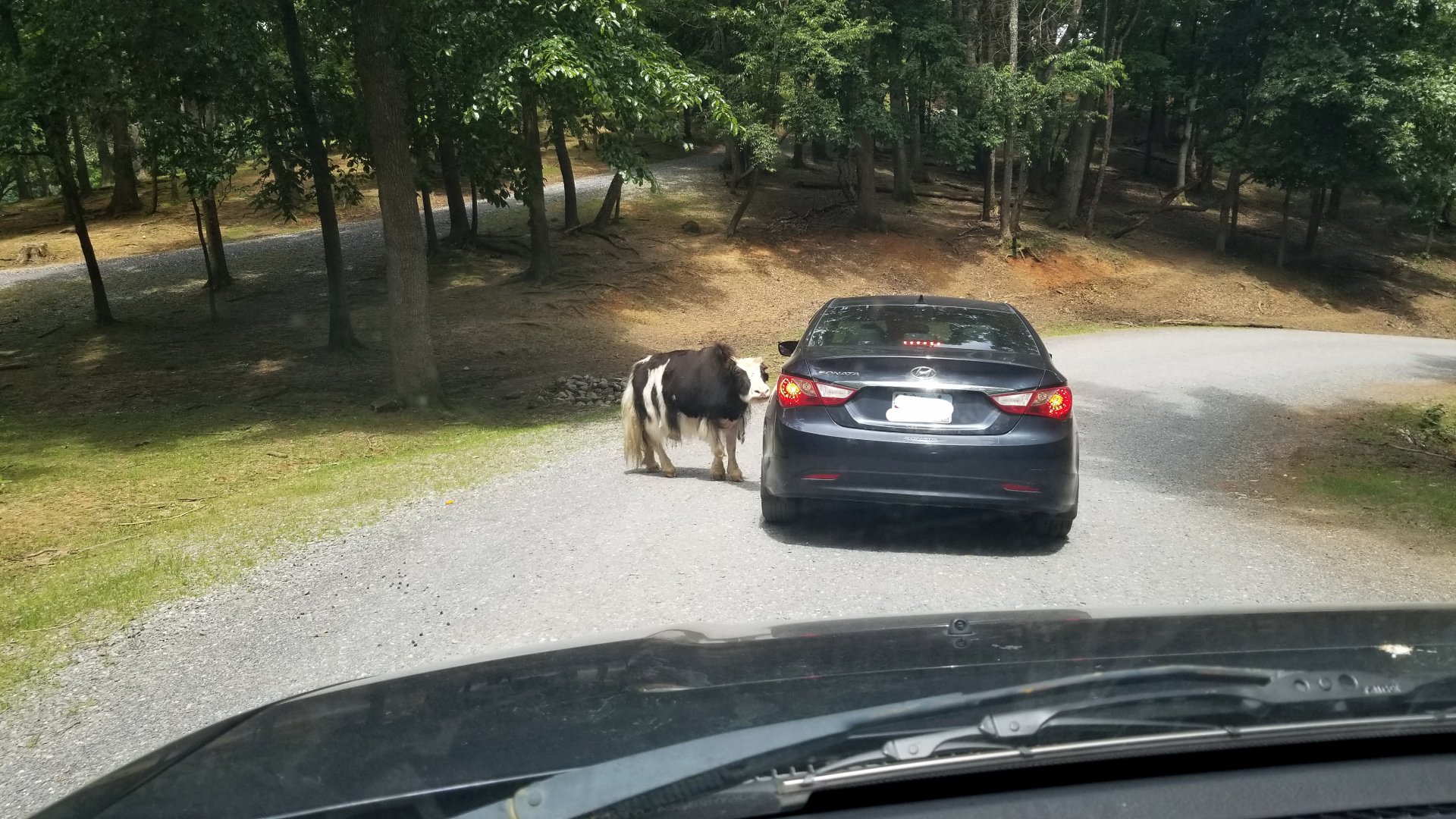 Virginia Safari Park - Yak