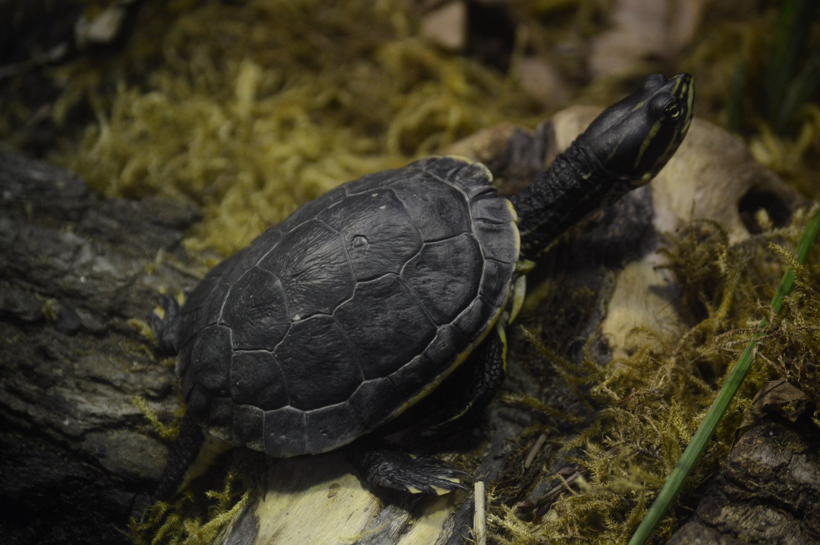 Virginia Underground - Eastern Chicken Turtle (Deirochelys reticularia reticularia)