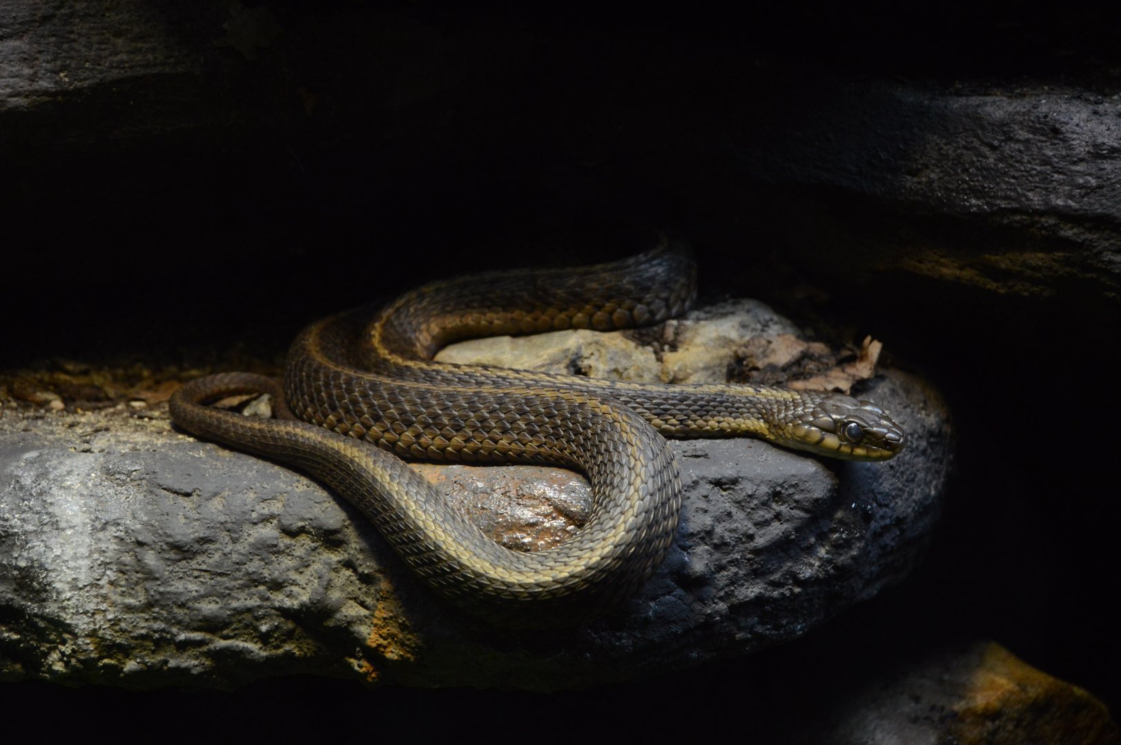 Virginia Underground - Eastern Garter Snake (Thamnophis sirtalis sirtalis)