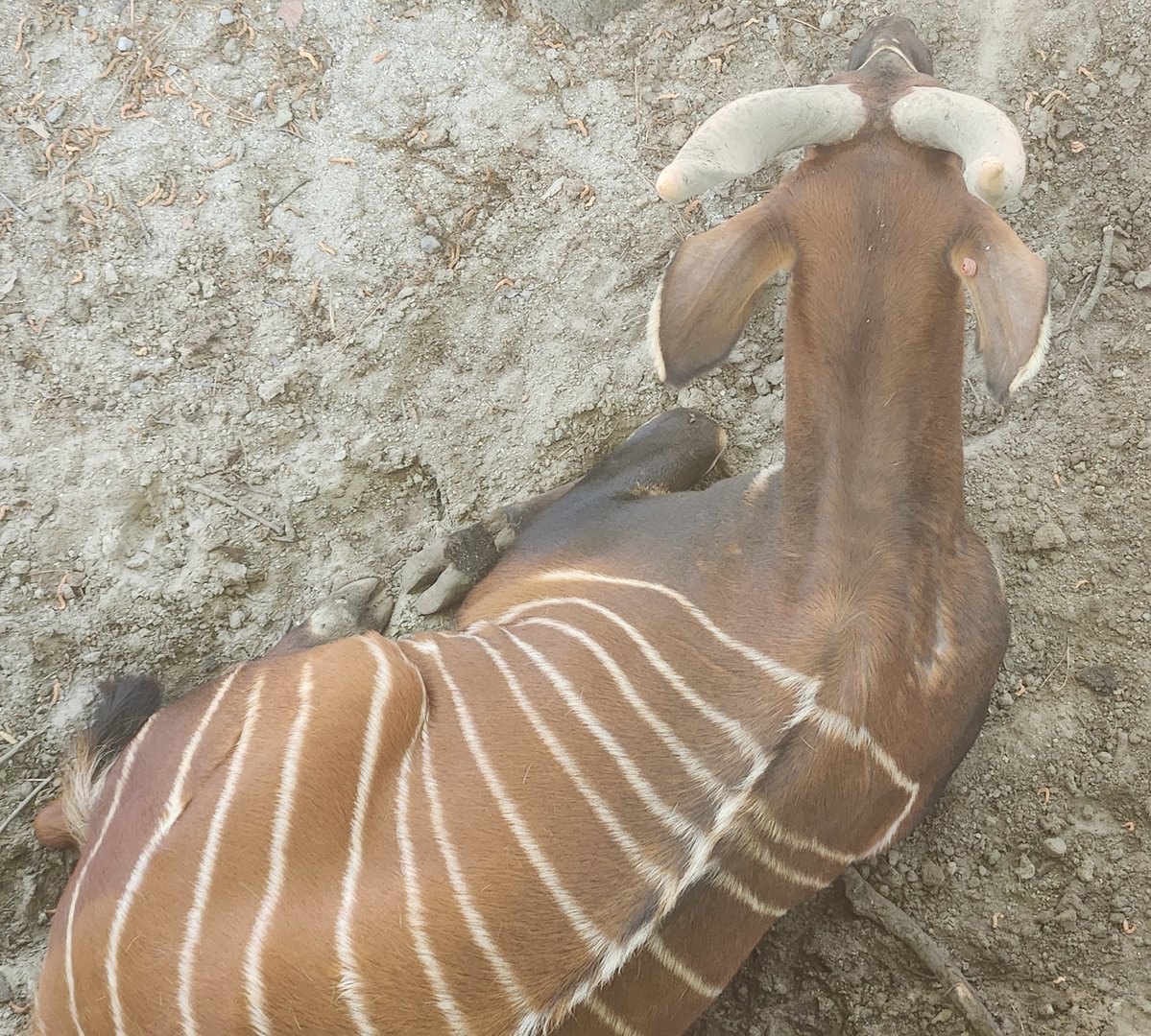 Virginia Zoo - Bongo top view