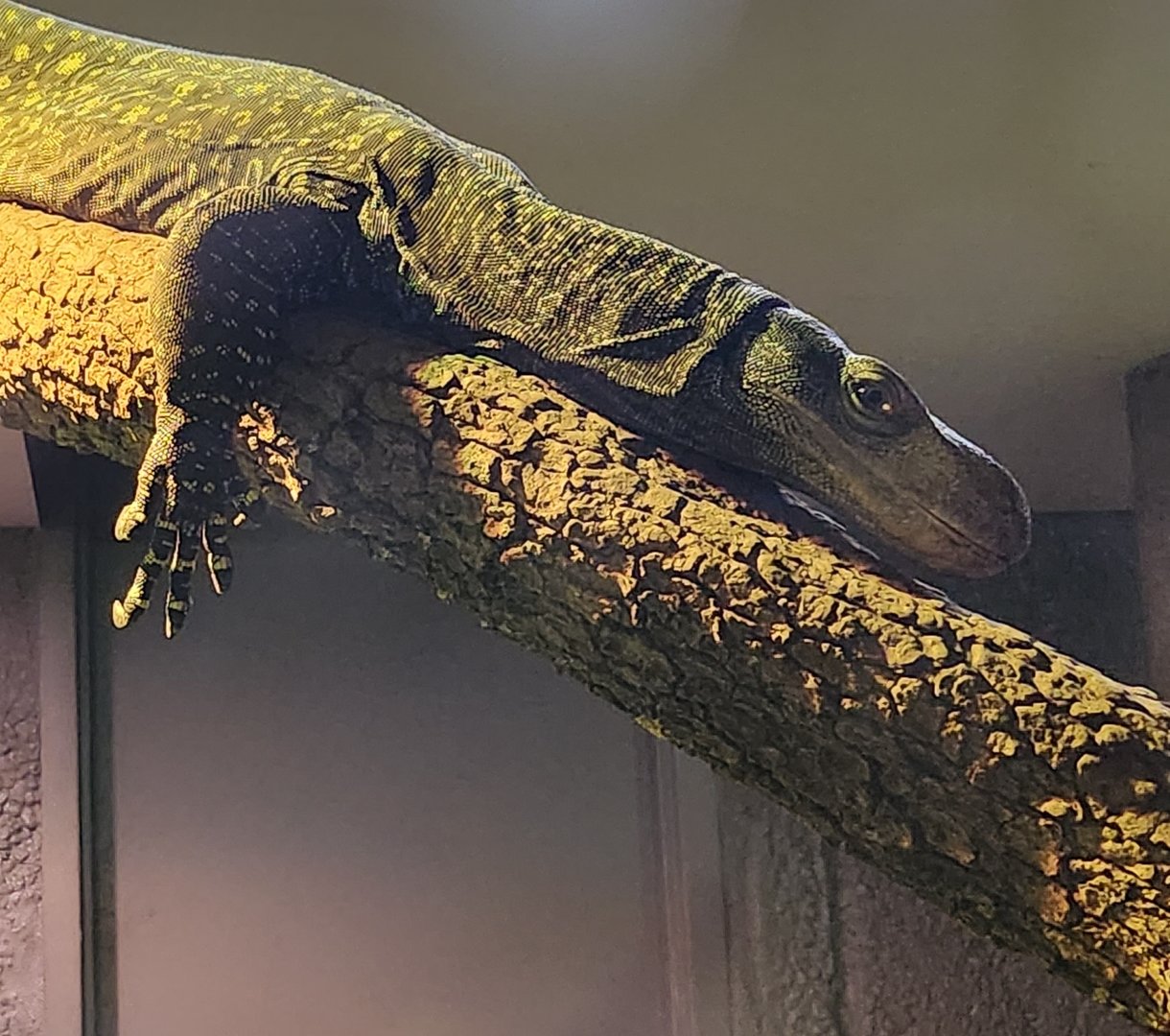 Virginia Zoo - Crocodile Monitor (World Of Reptiles)