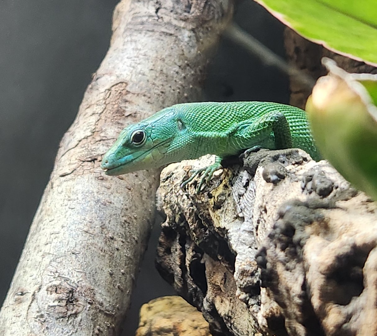 Virginia Zoo - Green Keel-bellied Lizard (World Of Reptiles)