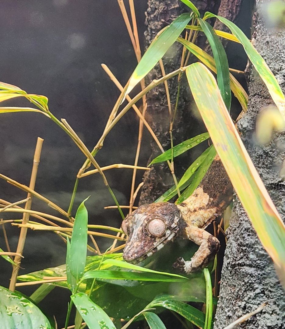 Virginia Zoo - Henkel's Leaftail Gecko (World Of Reptiles)