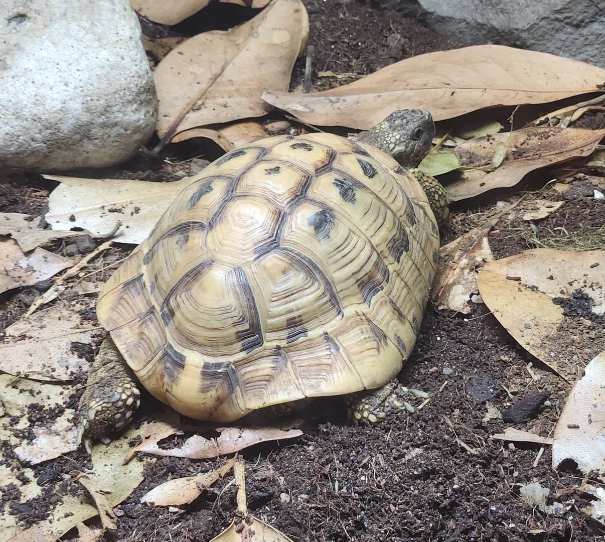 Virginia Zoo - Hermann's Tortoise (World Of Reptiles)