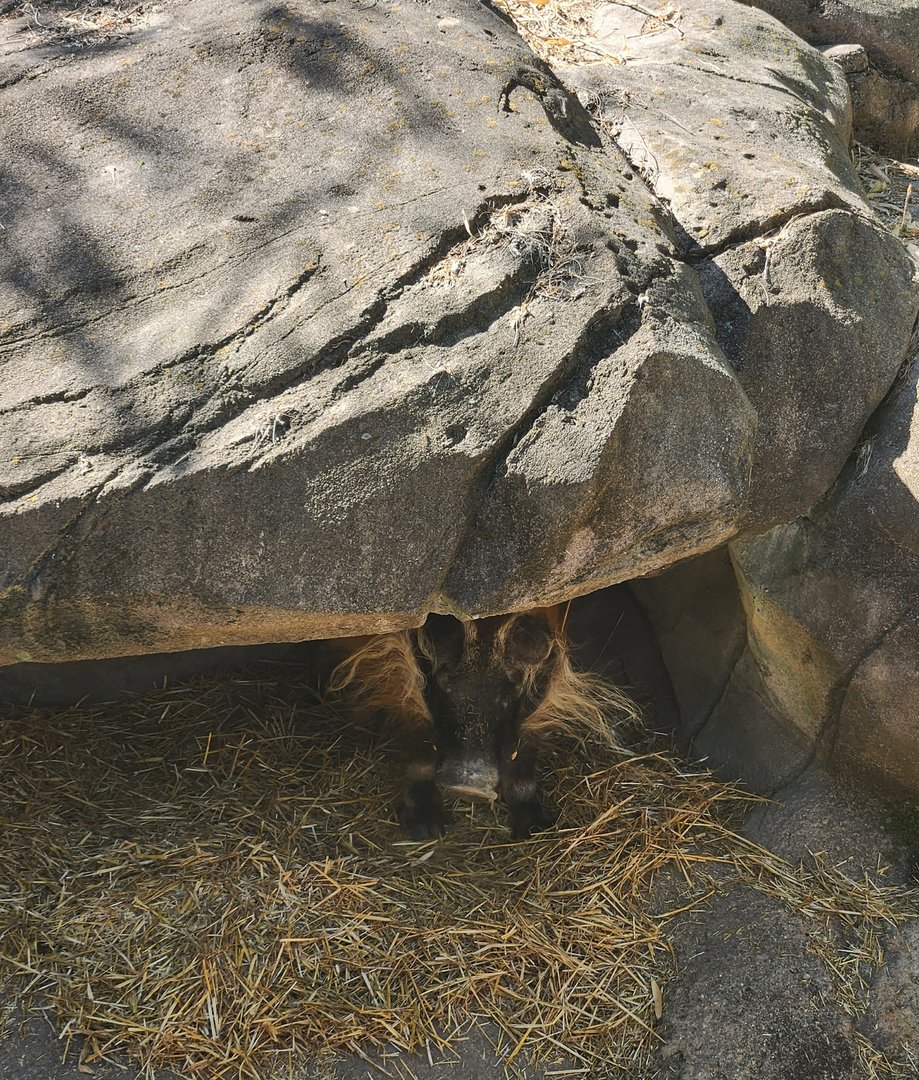 Virginia Zoo - Hiding hog