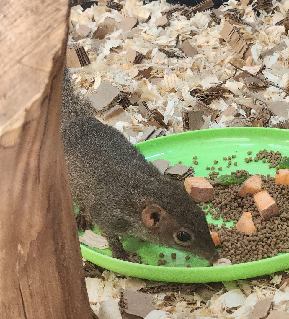 Virginia Zoo - Northern Treeshrew