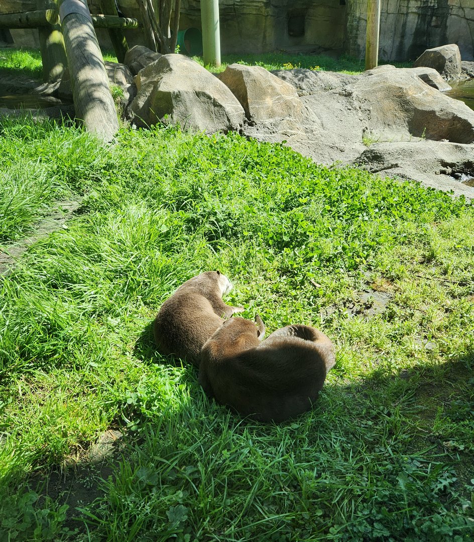 Virginia Zoo - Oriental Small-clawed Otters