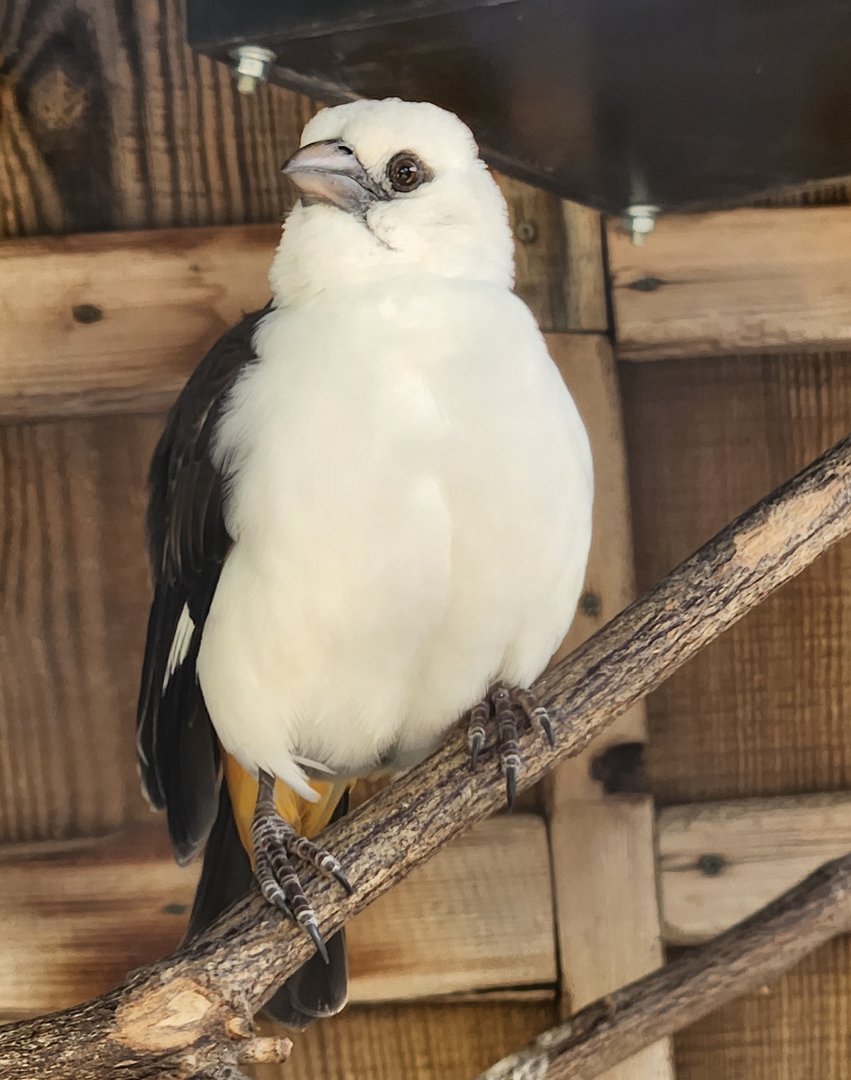 Virginia Zoo - White-headed Buffalo Weaver