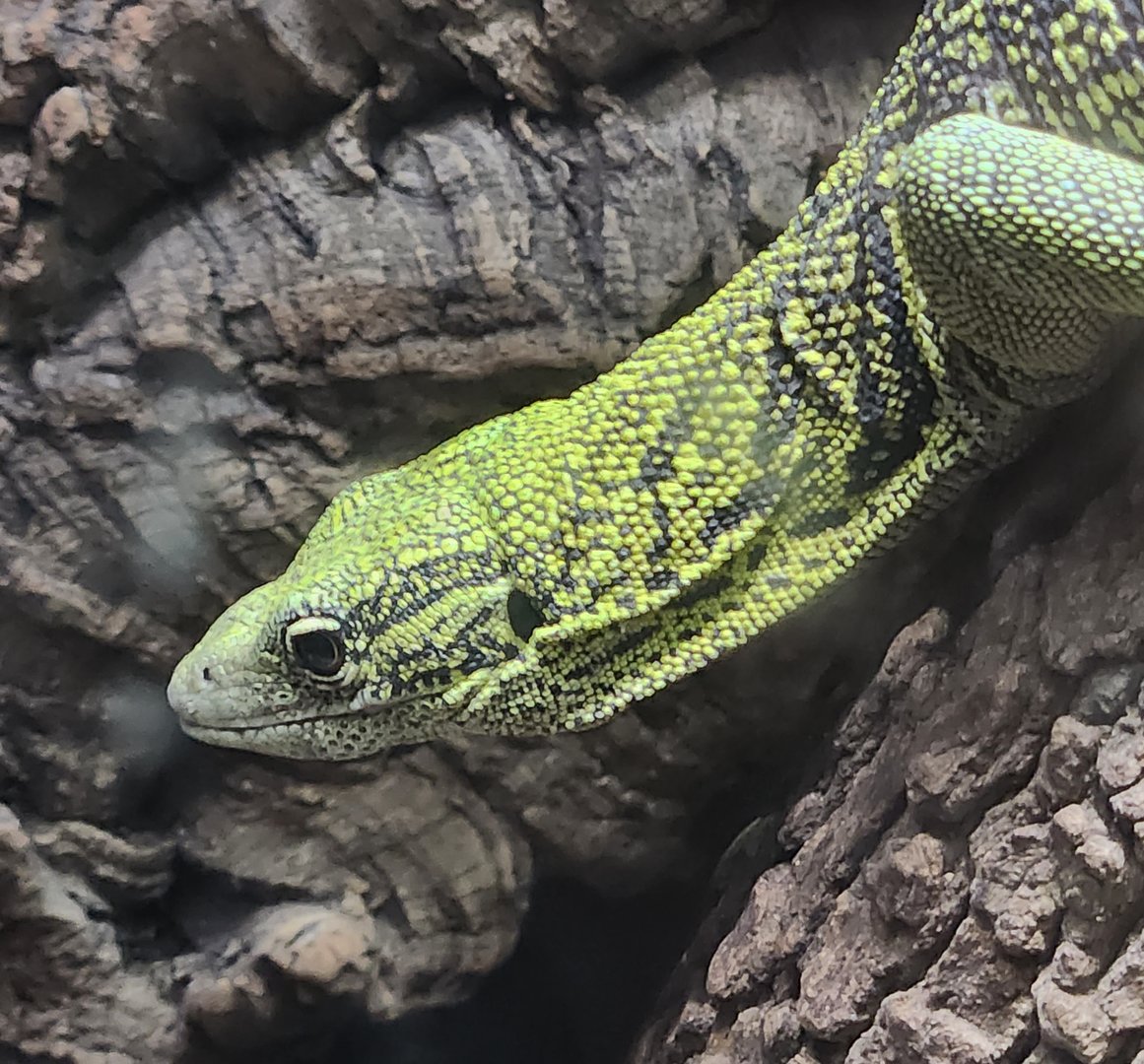 Virginia Zoo - Yellow Tree Monitor (World Of Reptiles)
