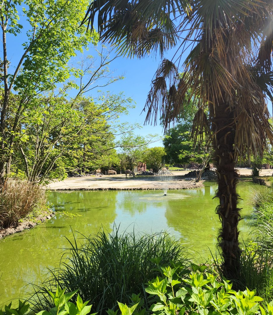 Virginia Zoo - Zebra exhibit (Okavango Delta)