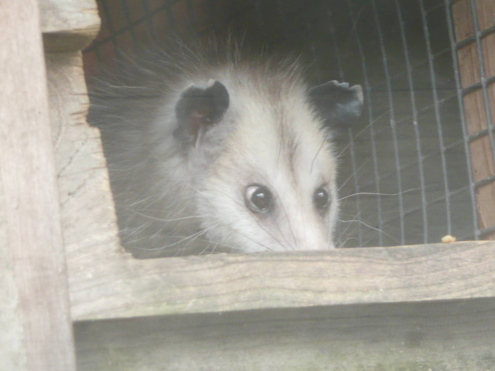 Virginian Opossum . 7th October 2010