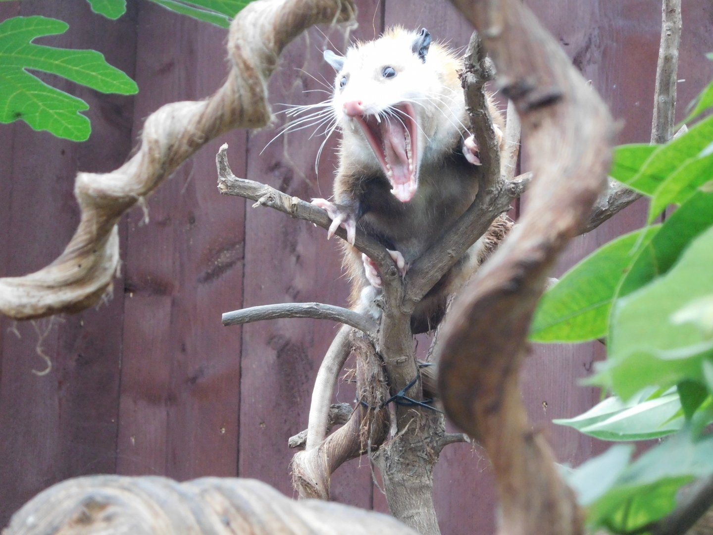 Virginian Opossum