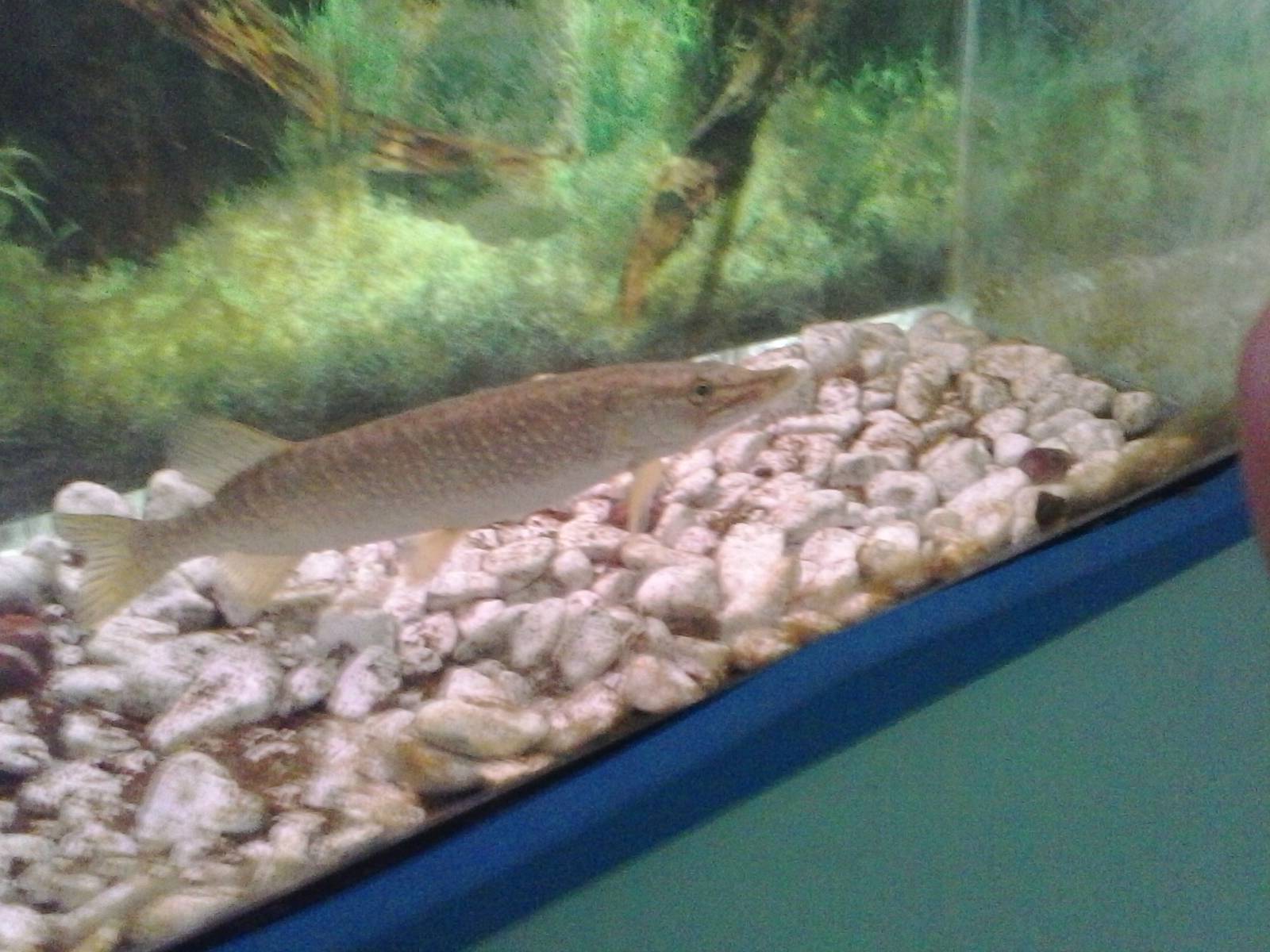 Vironia aquarium