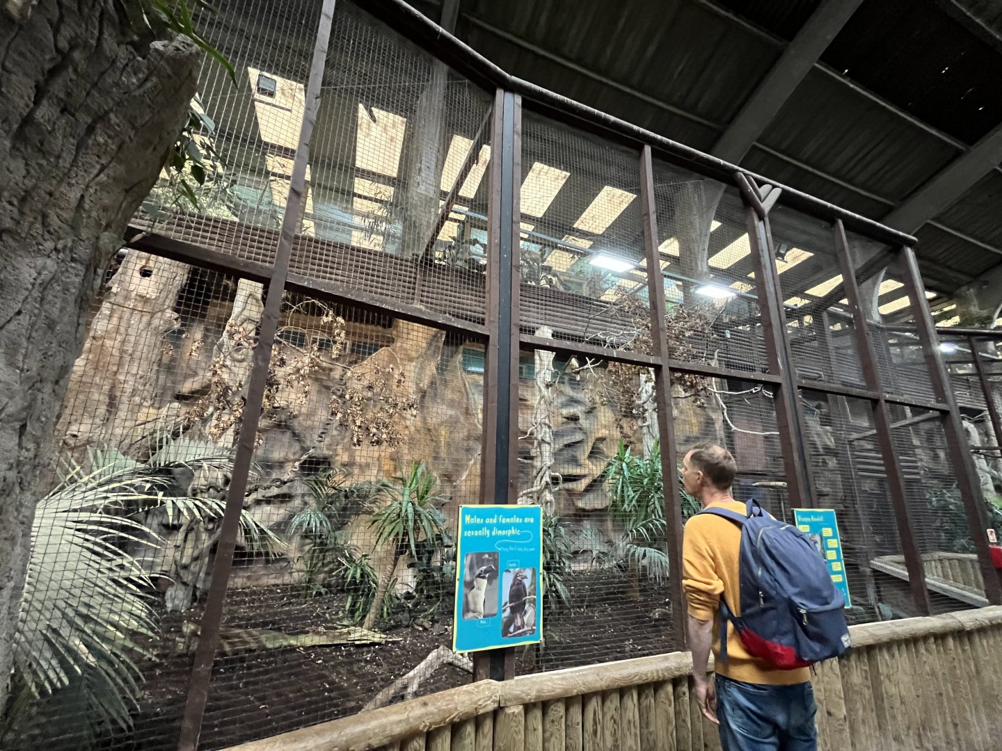 Visayan hornbill aviary 29.6.24