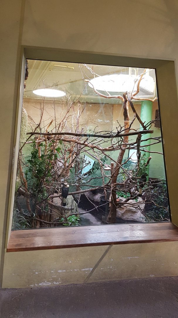 Visayan hornbill, Prevost's squirrel and Lesser mouse-deer exhibit