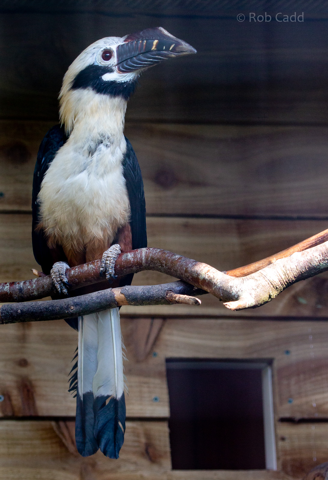 Visayan hornbill (Visayan tarictic hornbill) : Exmoor Zoo : 16 Sep 2020