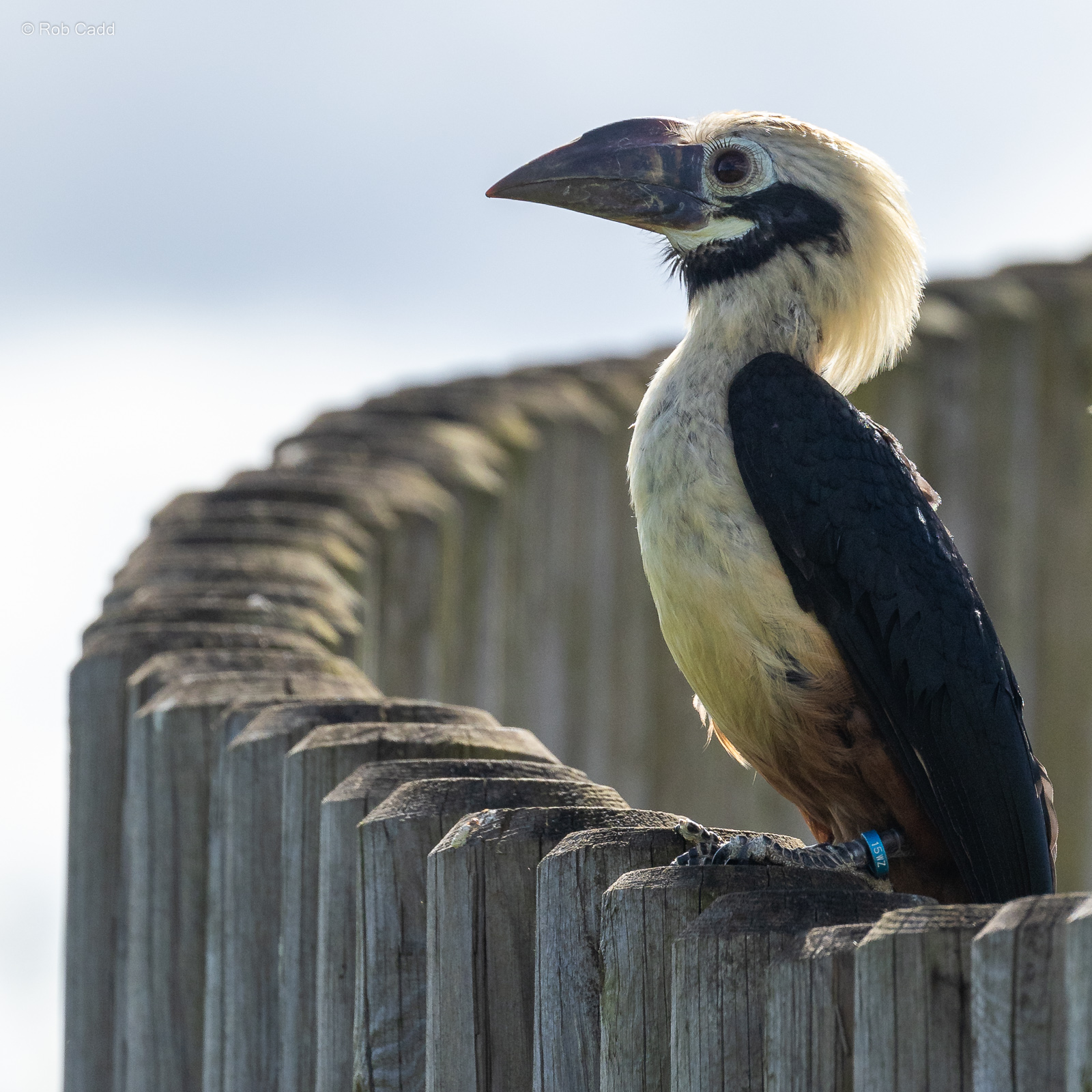 Visayan hornbill : Whipsnade : 27 May 2024