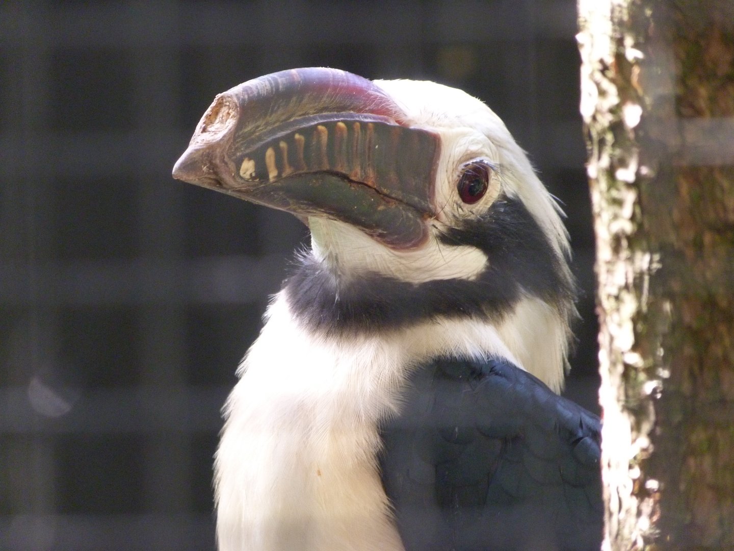Visayan hornbill -Zoo Praha (2025)