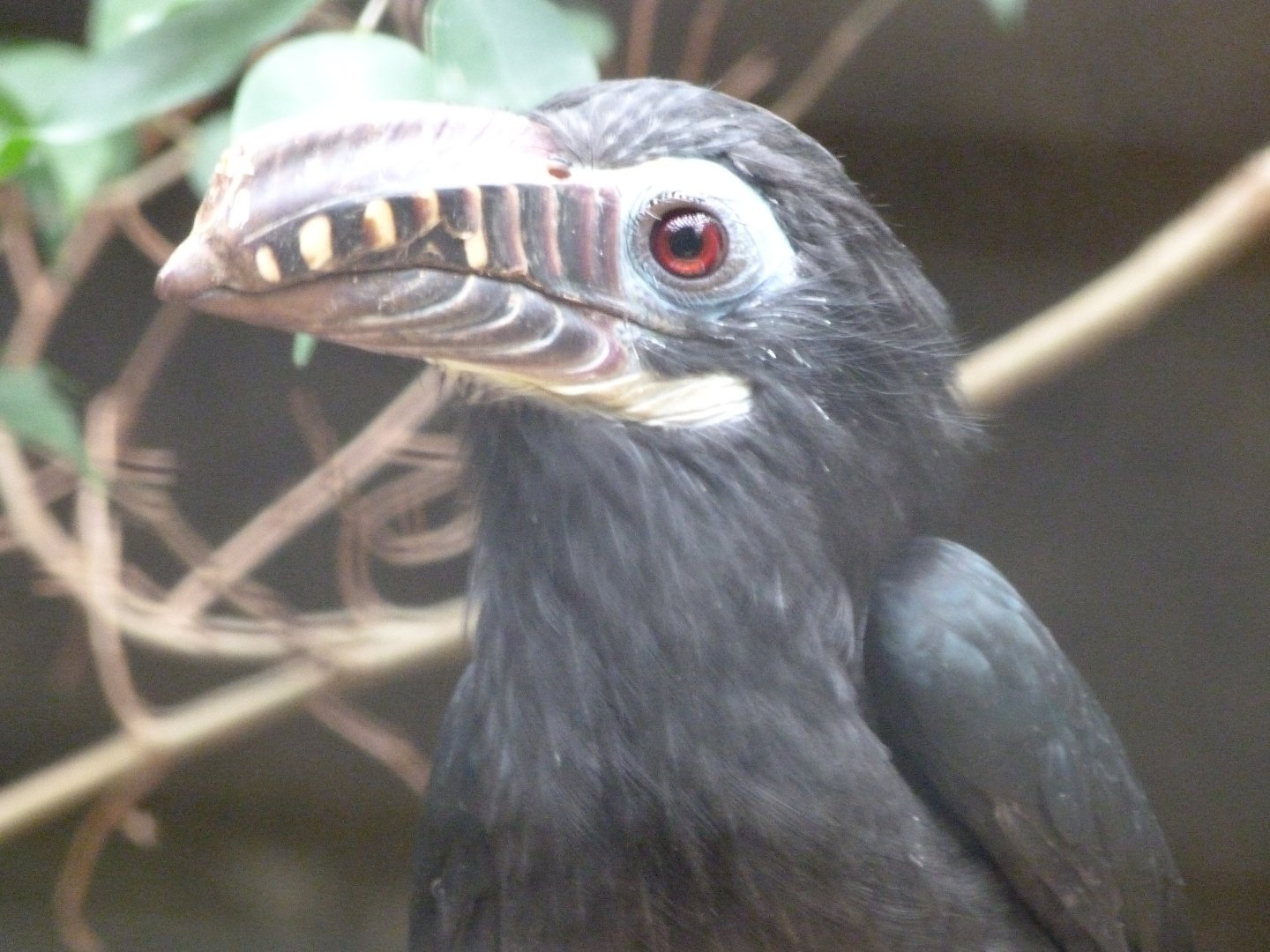 Visayan hornbill -Zoologischer Garten Berlin (2024)