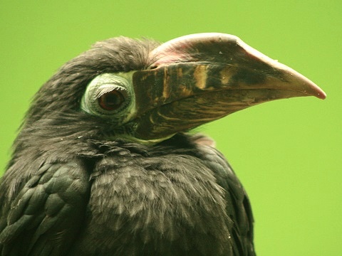 Visayan Hornbill