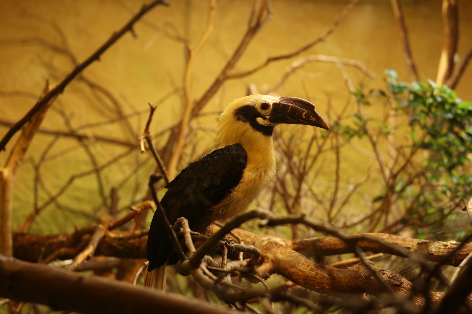 Visayan Hornbill