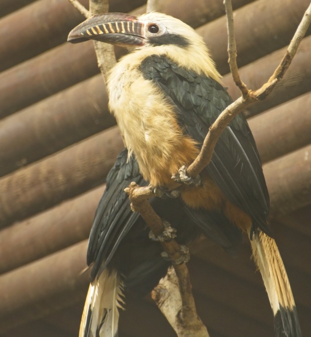Visayan Hornbill