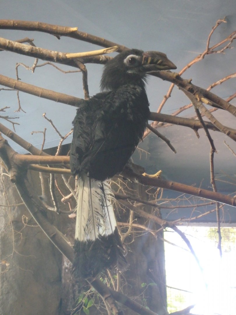 Visayan hornbill