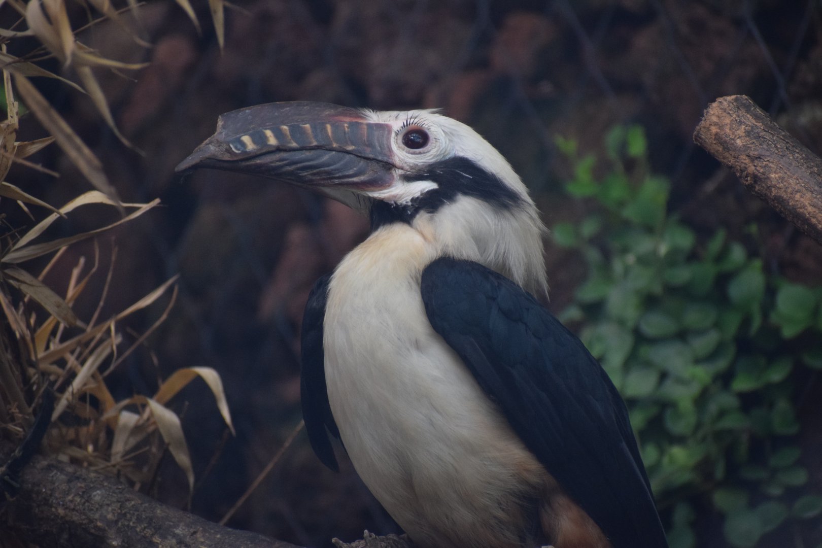 Visayan hornbill