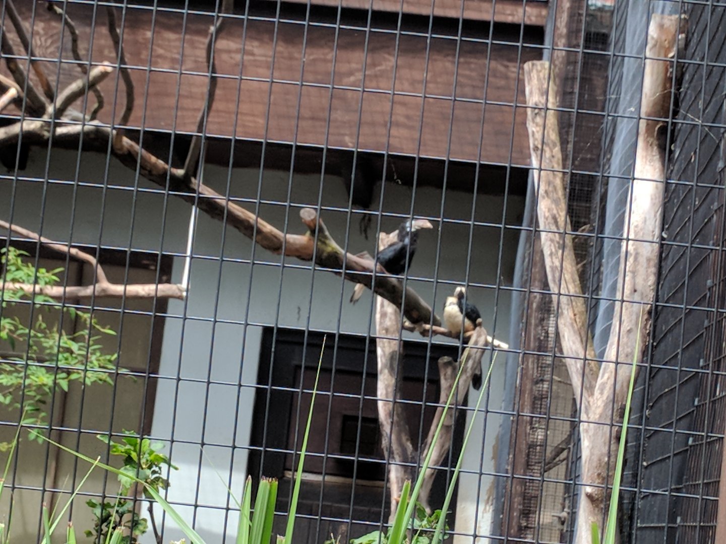 Visayan Hornbills