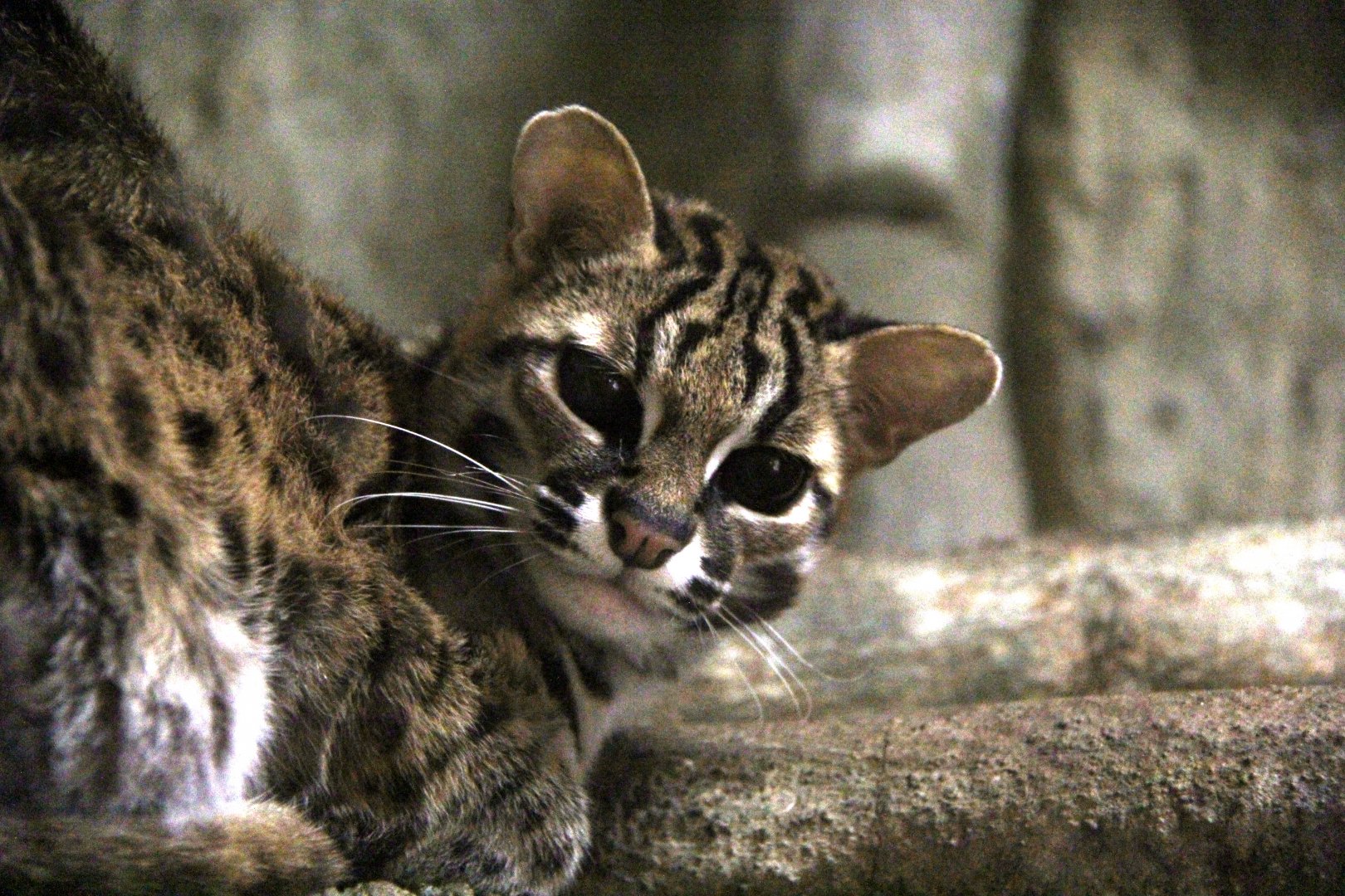 Visayan leopard cat (Prionailurus javanensis rabori)