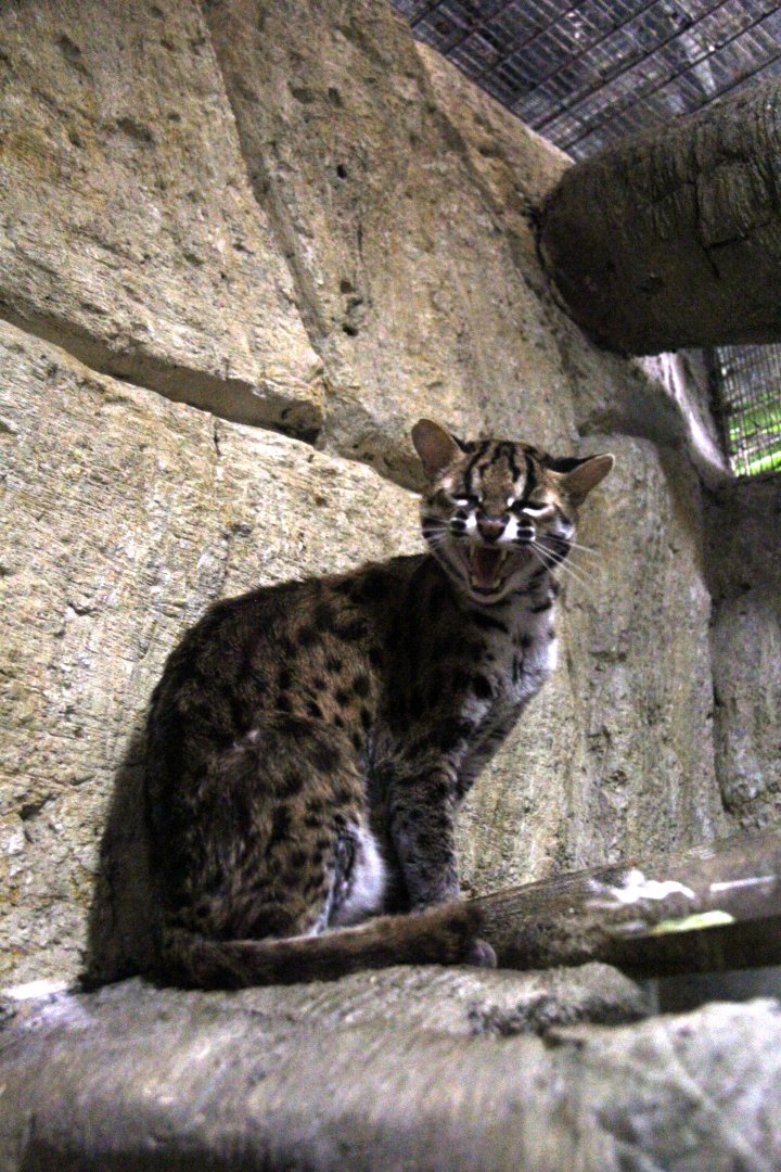 Visayan leopard cat (Prionailurus javanensis rabori)