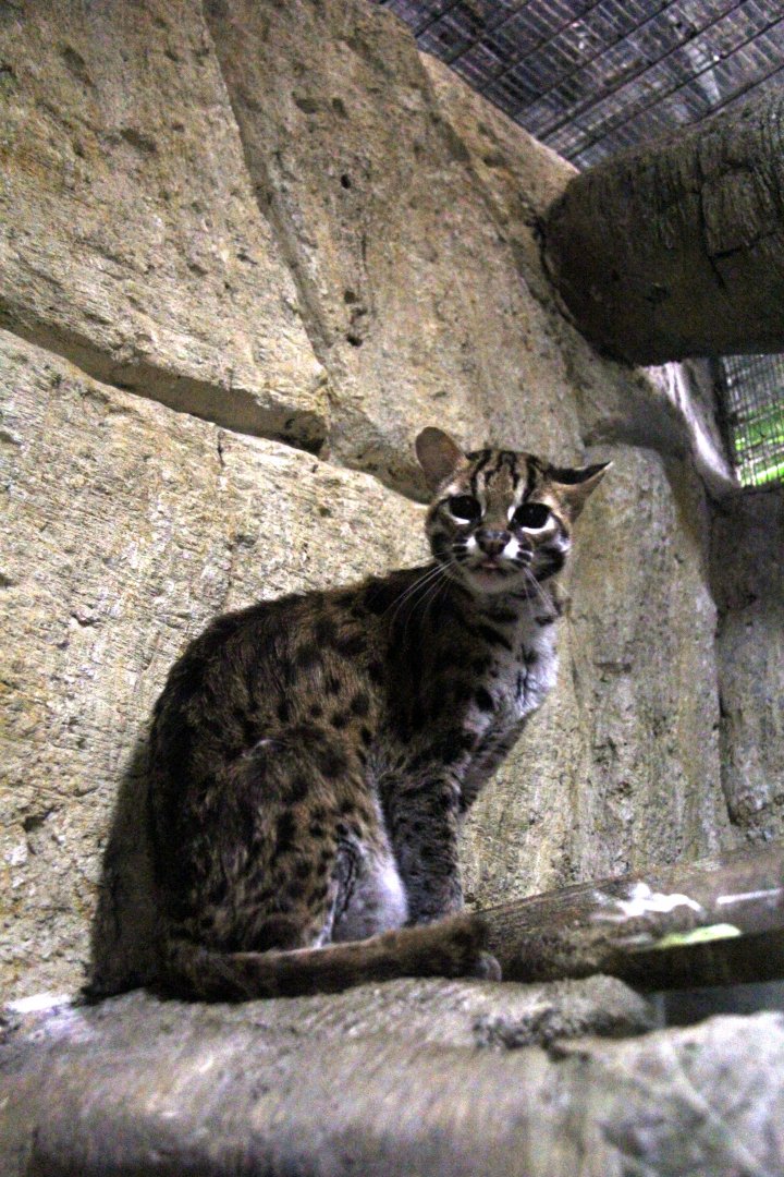 Visayan leopard cat (Prionailurus javanensis rabori)