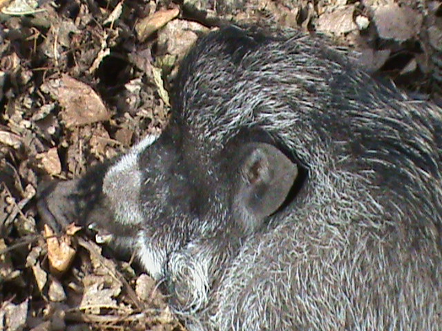 visayan or negros warty pig 211010