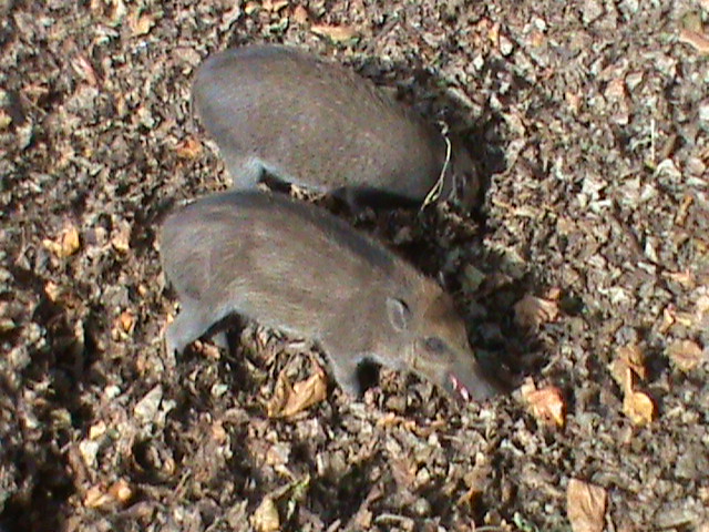 visayan or negros warty piglets 211010