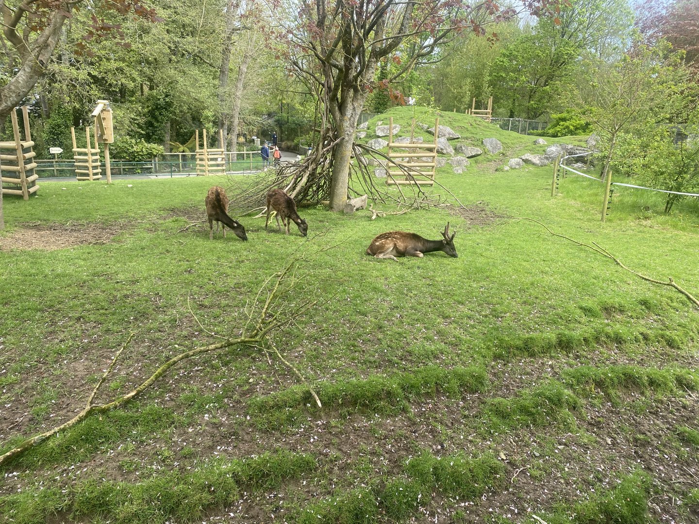 Visayan spotted deer 060523