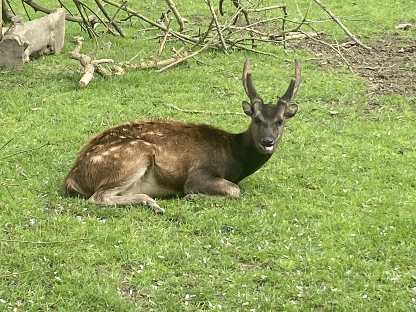 Visayan spotted deer 060523