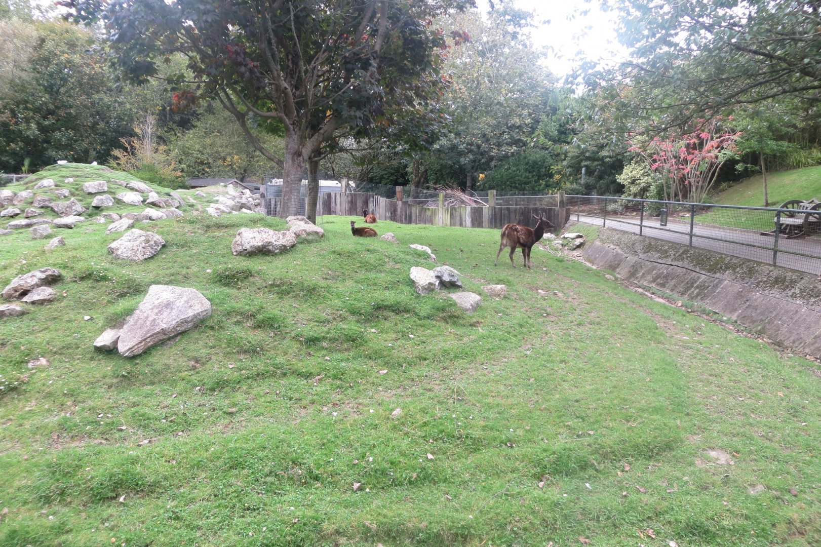 Visayan Spotted Deer 081018