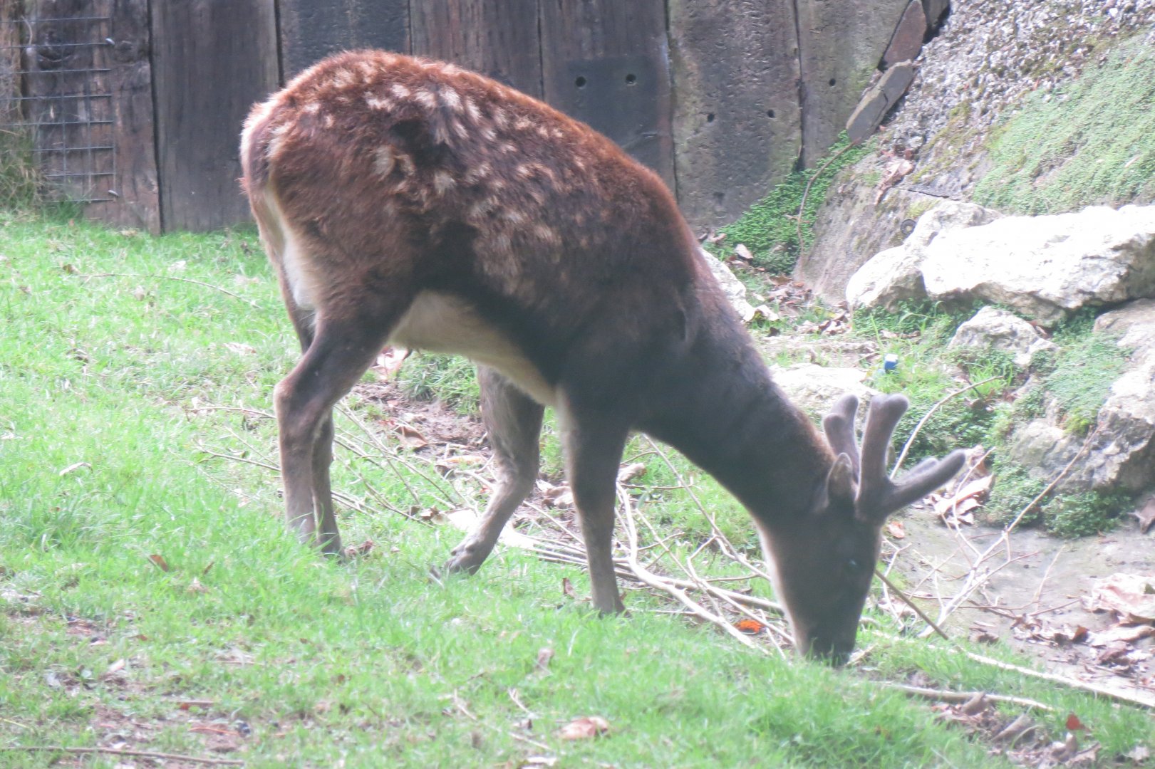 Visayan Spotted Deer 081018