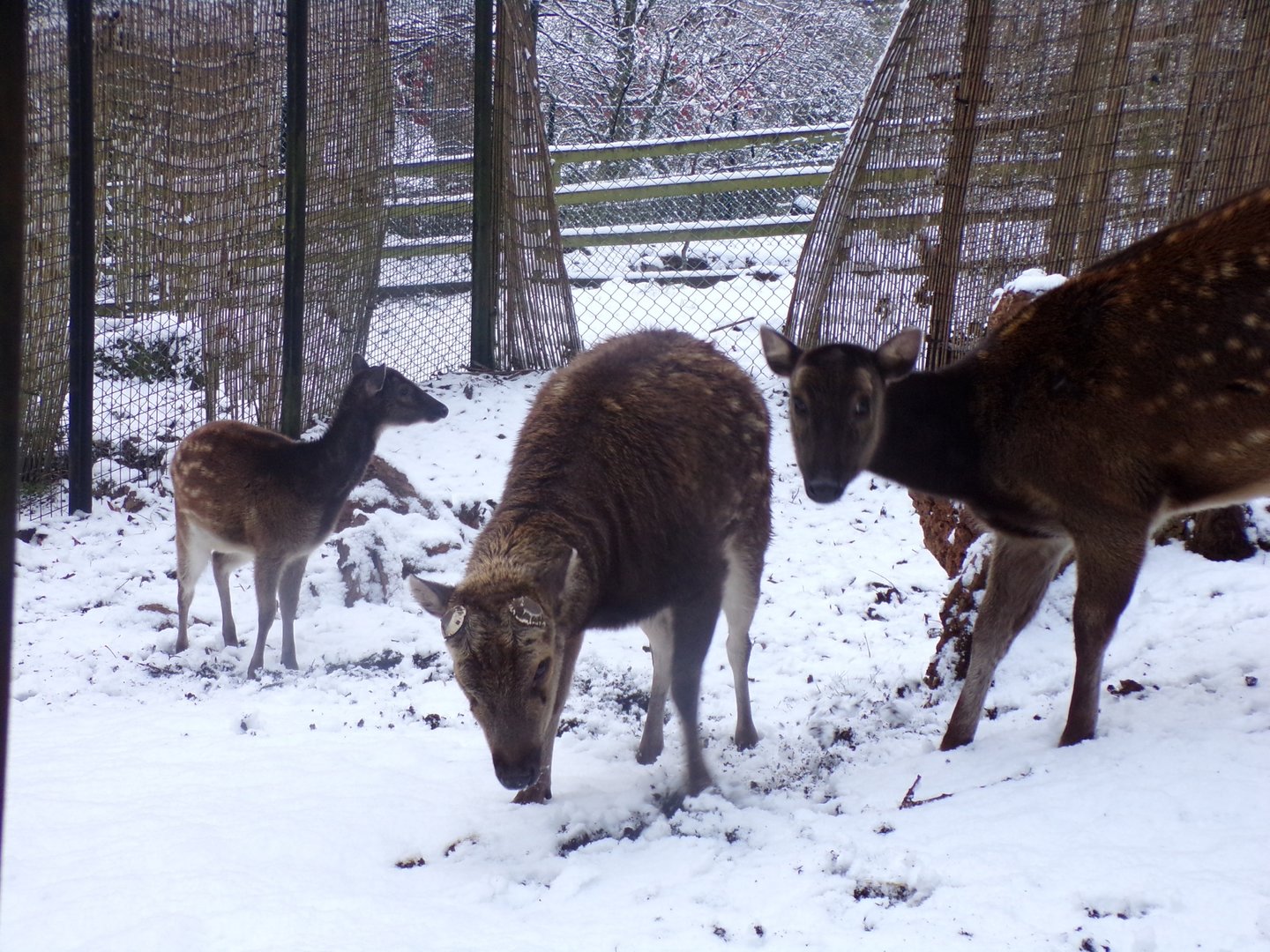 Visayan spotted deer 10.12.22