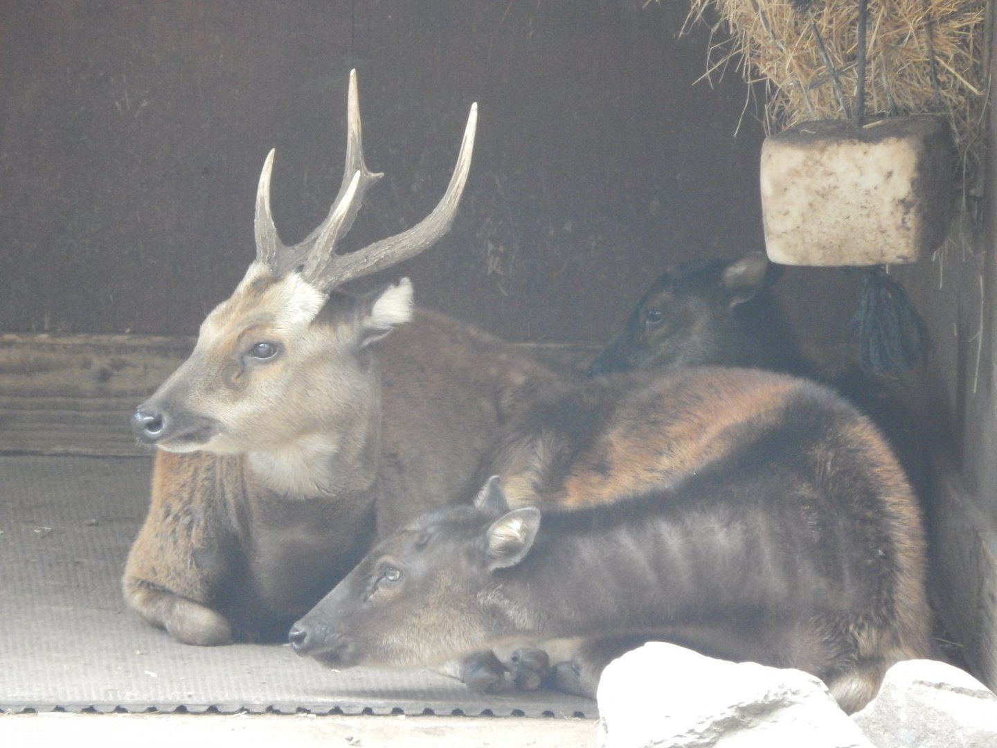 Visayan spotted deer 110925