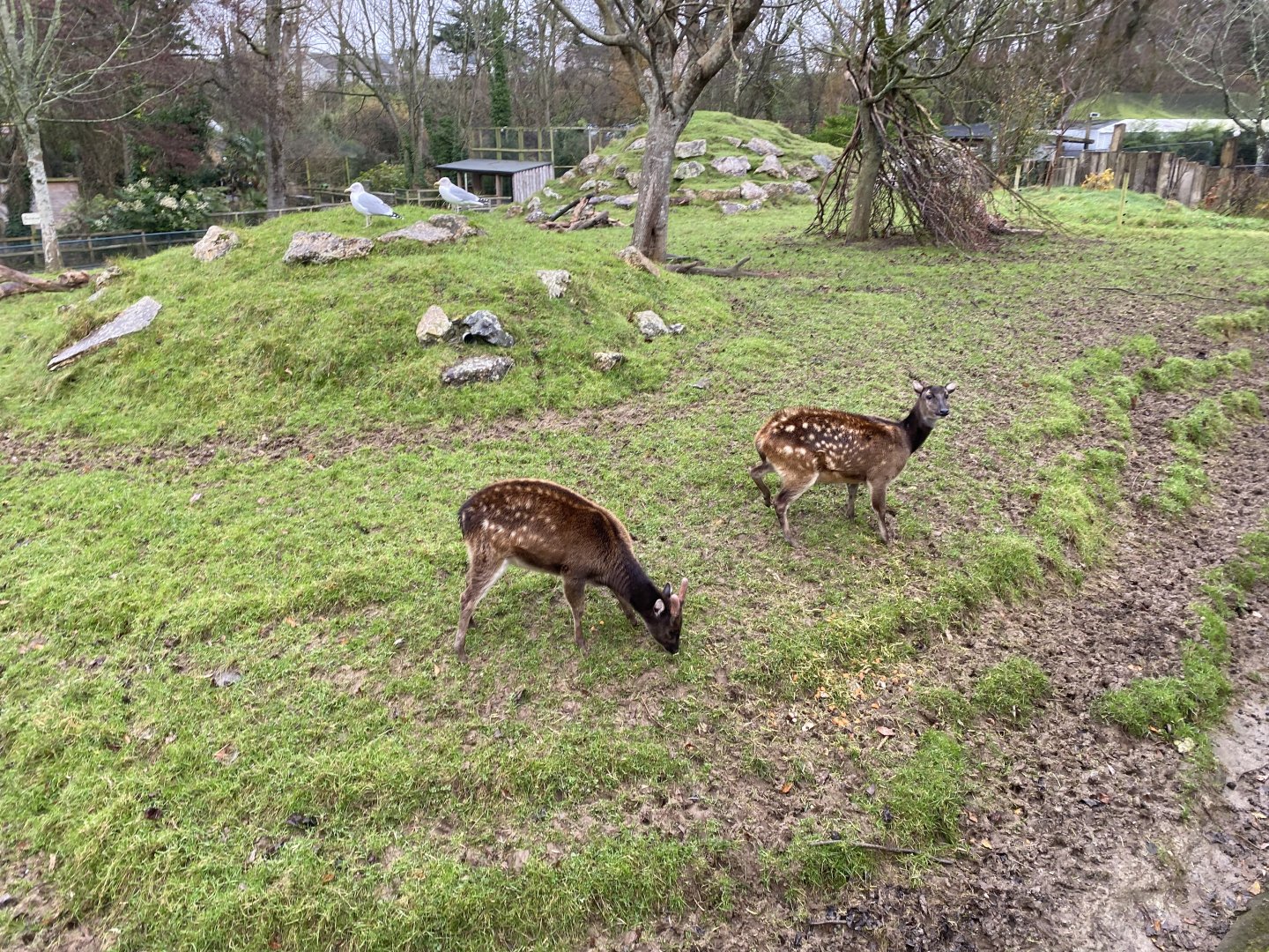 Visayan spotted deer 111221