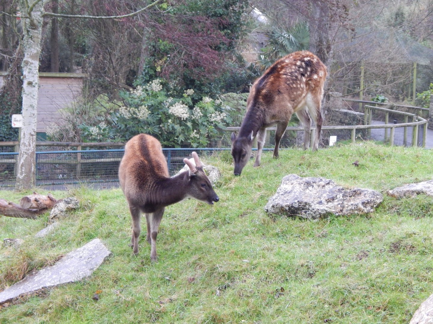 Visayan spotted deer 111221