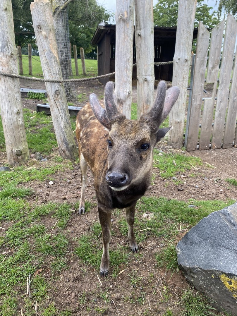 Visayan Spotted Deer 130720