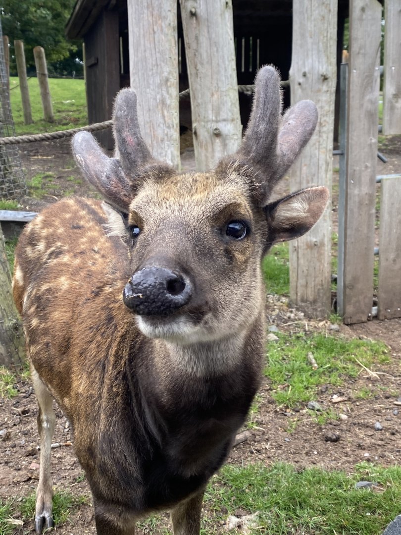 Visayan Spotted Deer 130720